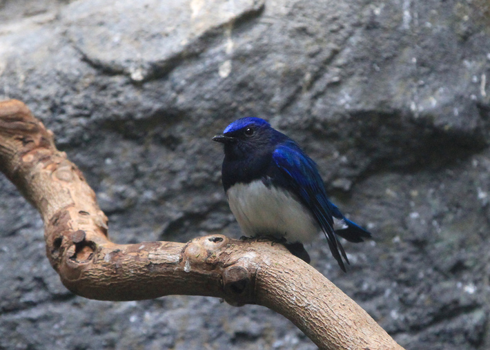 12月27日の上野動物園_d0350160_236455.jpg