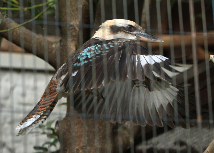 12月27日の上野動物園_d0350160_2392316.jpg