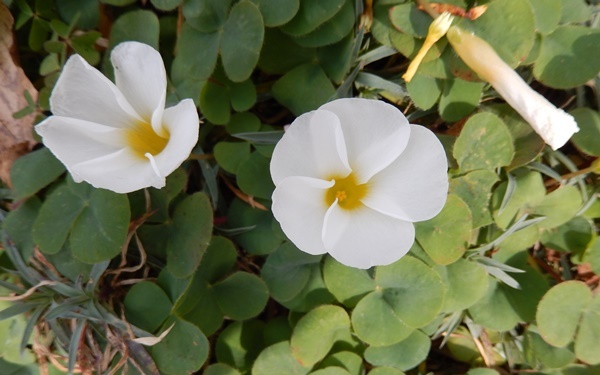オキザリスの花言葉 里山の日々