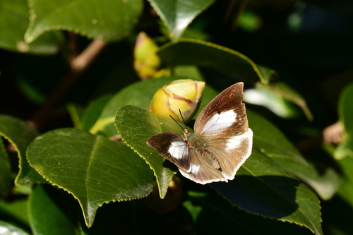 小町の里と森林公園_f0348480_1352488.jpg