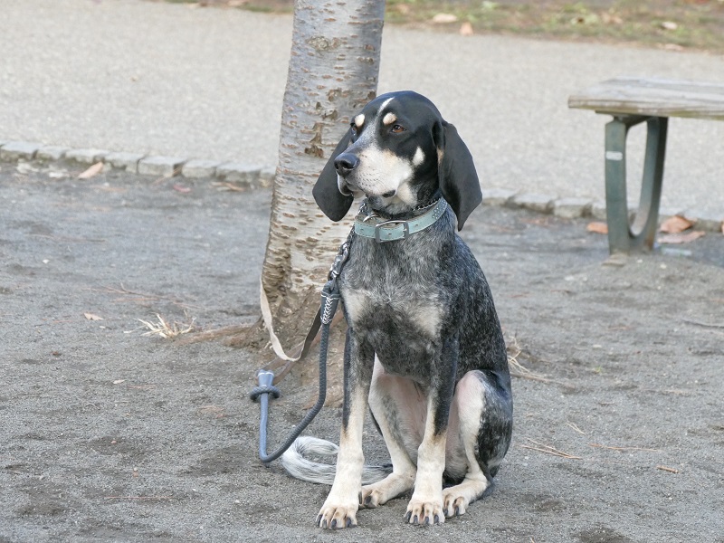 あなたは何犬 Mani Days