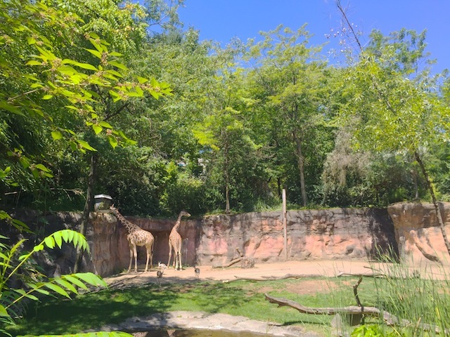 Zoo & Museum_e0287190_07515766.jpg