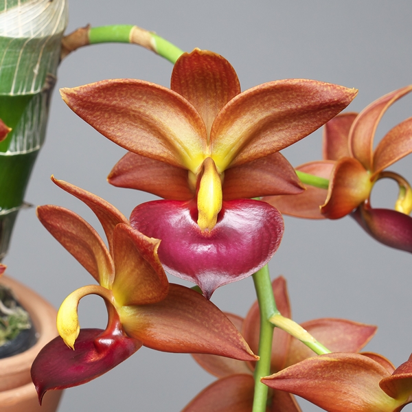 洋らん 洋蘭 タケノコ蘭 Cycd. Taiwan Orange 開花特大株 【公式通販】