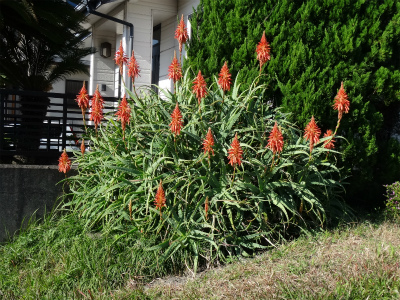 c0125501_004375.jpg