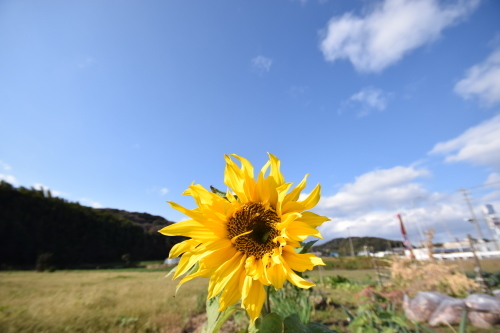 我が街の風景_a0341110_06235711.jpg