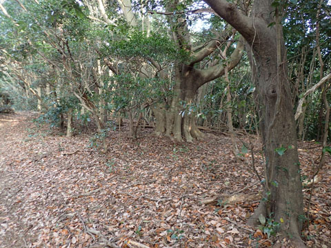 e0293913_8491612.jpg