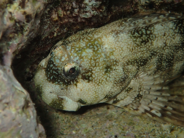 カエルウオの大物_c0211615_15153093.jpg