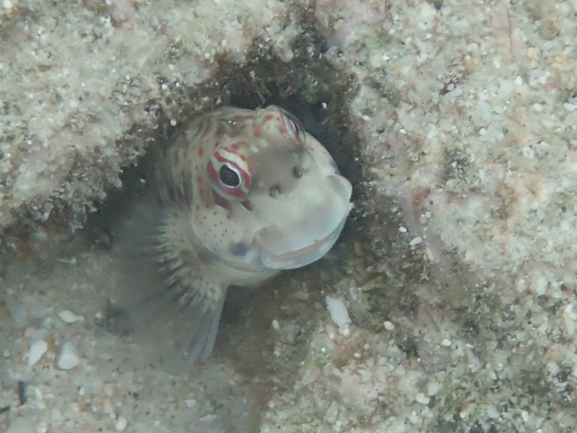 カエルウオの大物_c0211615_1571893.jpg