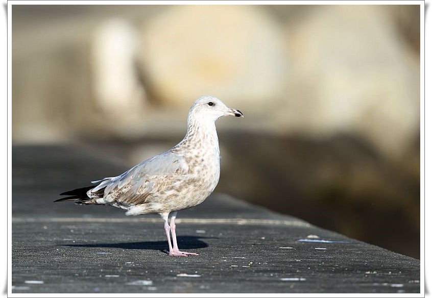 カモメは、越冬のため全国に飛来（冬鳥）_b0346933_811408.jpg