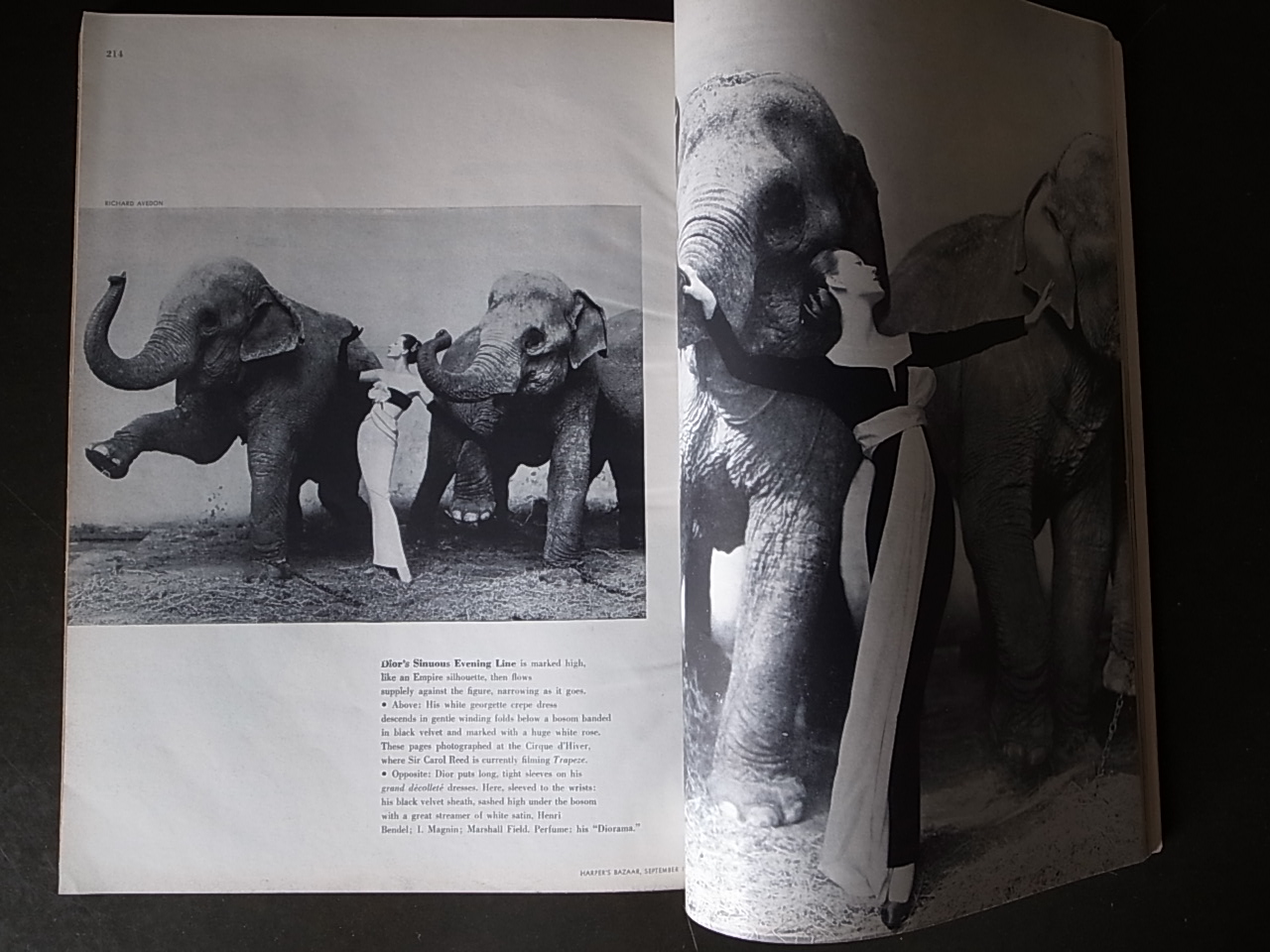 DOVIMA WITH ELEPHANTS / Richard Avedon_a0227034_12294655.jpg