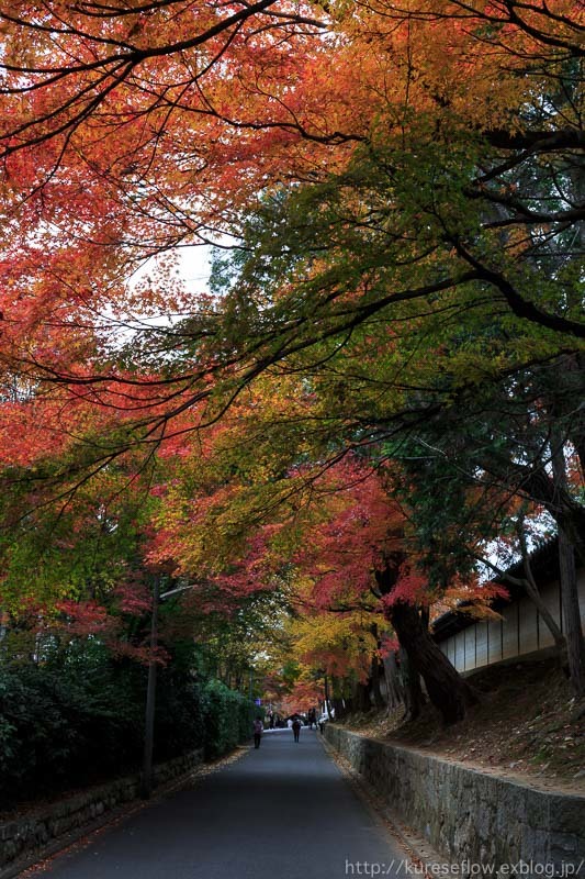 紅葉の光明院_b0325840_22433211.jpg