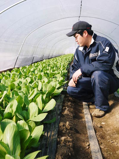 チンゲン菜 無農薬・無加温チンゲン菜 1月中旬の販売に向け元気に成長中!_a0254656_18405097.jpg