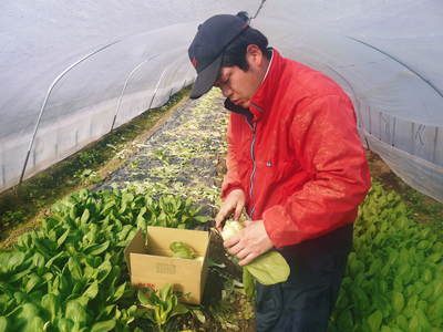 チンゲン菜 無農薬・無加温チンゲン菜 1月中旬の販売に向け元気に成長中!_a0254656_18551614.jpg