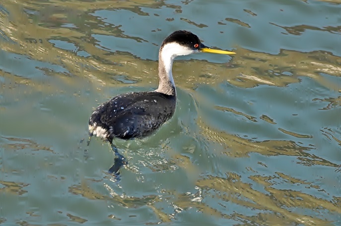 At Corte Madera Creek _a0126969_5563334.jpg