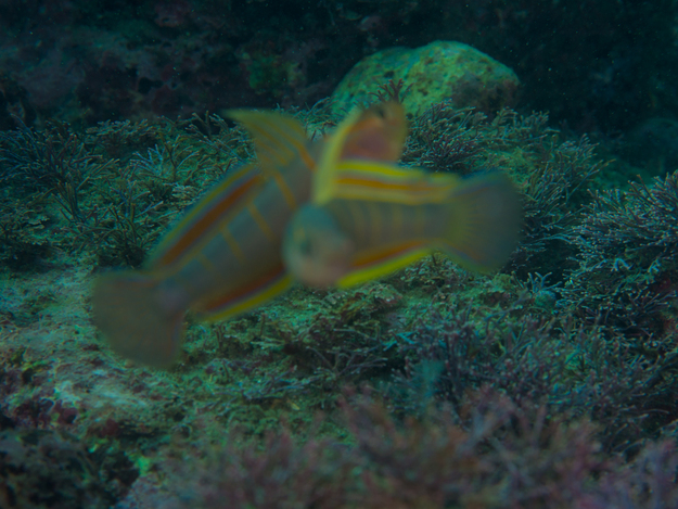 f0151886_16374612.jpg