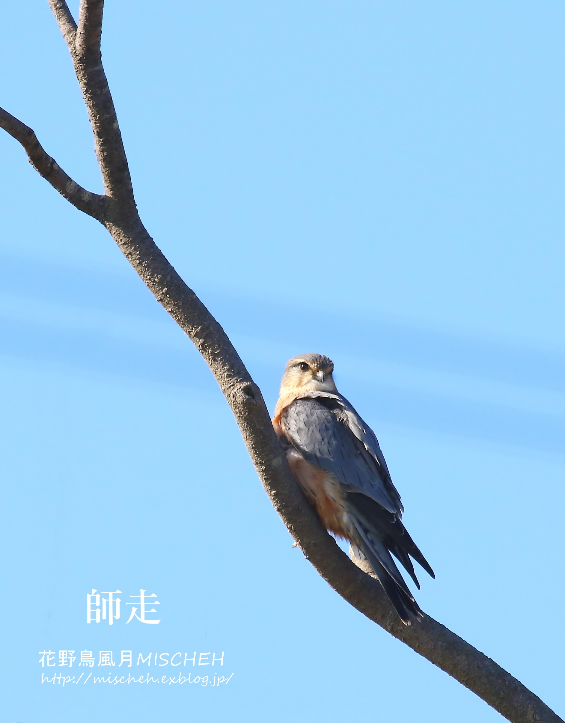 ゆく年くる年2015後編_a0323488_13075156.jpg