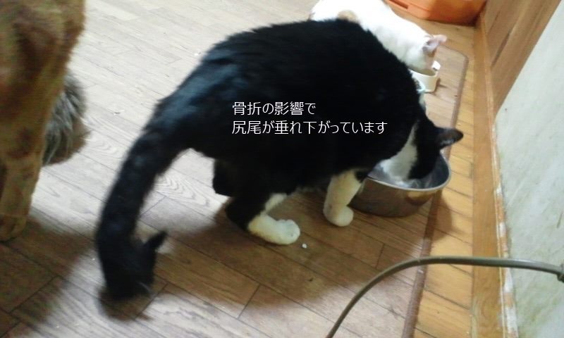 治療中の猫たちと医療費支出のご報告_f0242002_0511023.jpg