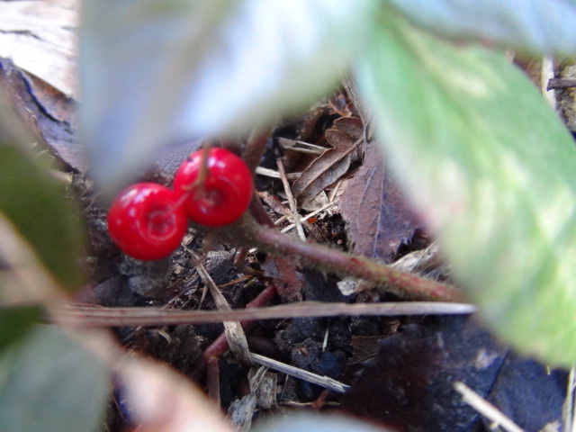 市民の森（八堂山）の紅白梅とオンツツジ(雄躑躅)他…2015/12/29_f0231709_15152284.jpg