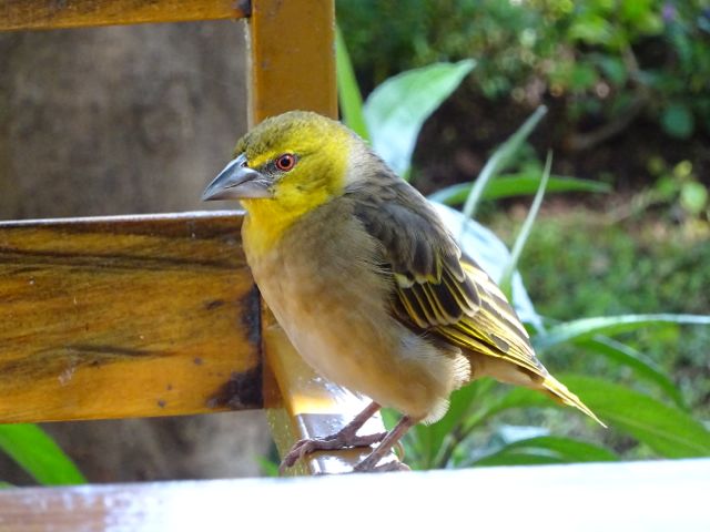 エチオピア旅行15、動物編_f0096017_1858354.jpg