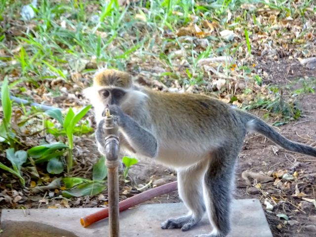 エチオピア旅行15、動物編_f0096017_2019788.jpg