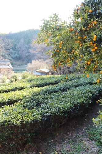 柿でつながる！_b0220318_20015791.jpg