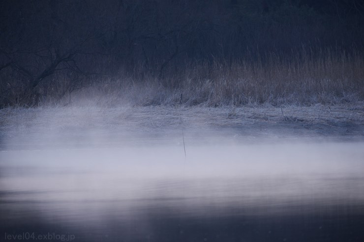 多々良沼公園 ハクチョウ 2_d0319222_16454259.jpg