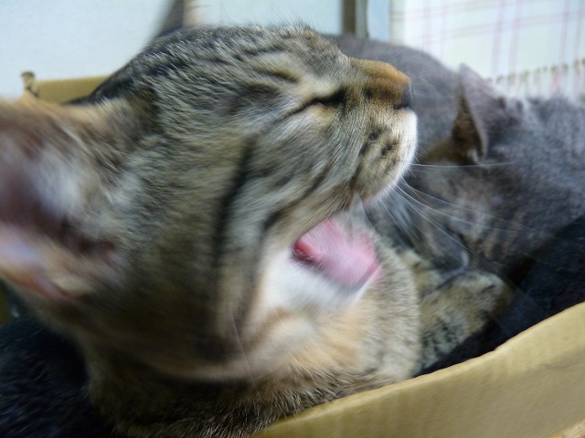 ずうずうしいやつ!_b0166128_9271612.jpg