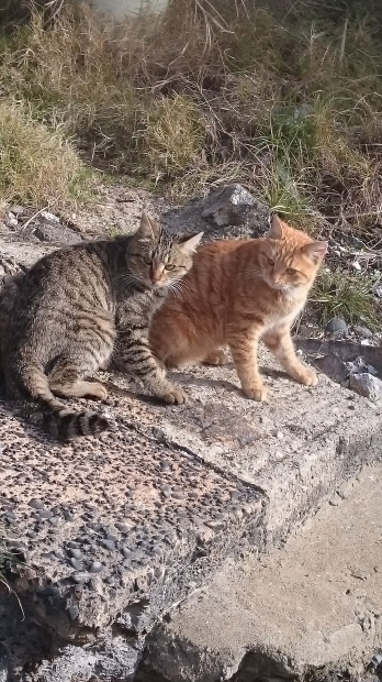 雲仙地獄の猫ちゃんはペアでした。_c0351235_12043857.jpg