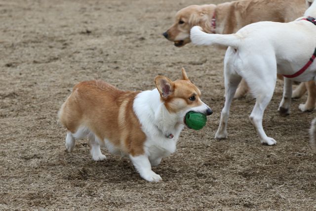 ドッグランでわかった、あんちゃんは中型犬_b0031538_23358100.jpg