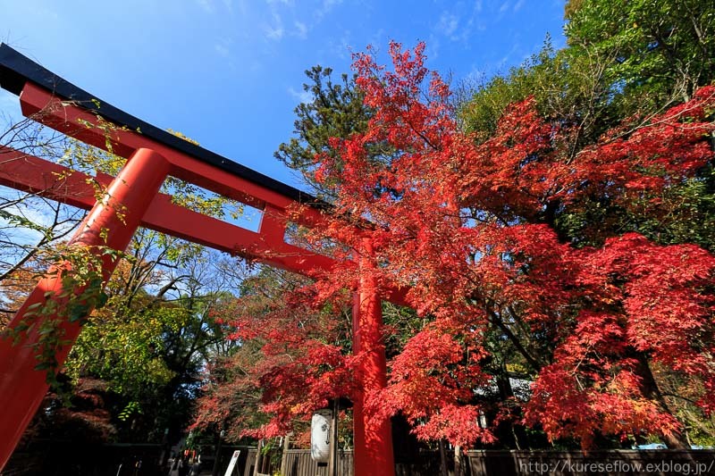 紅葉の下鴨神社　糺ノ森_b0325840_20170308.jpg