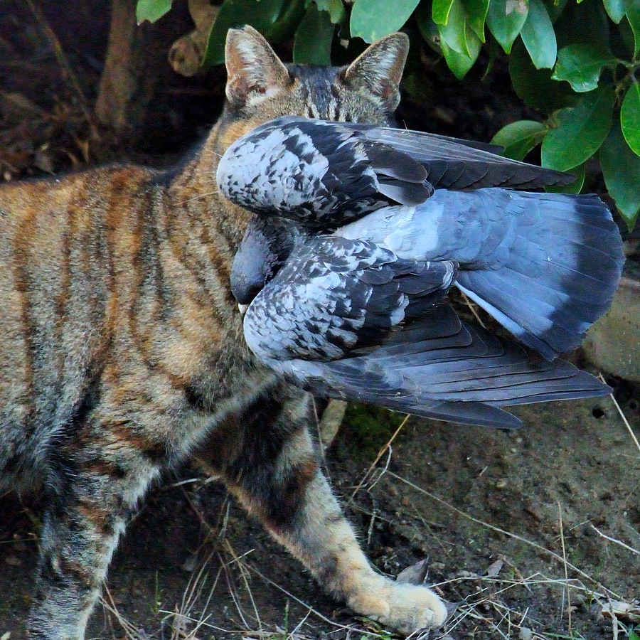 ドバトくわえたどら猫 オキャメラのデジカメ人生 ドバトくわえたどら猫 オキャメラのデジカメ人生