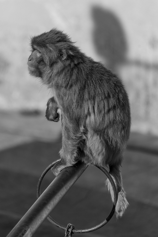 あけましておめでとうございます(京都市動物園)_f0155048_22473863.jpg