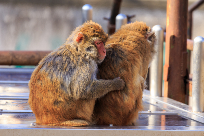 あけましておめでとうございます(京都市動物園)_f0155048_22474553.jpg