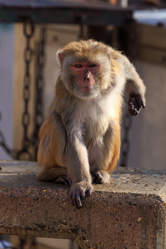あけましておめでとうございます(京都市動物園)_f0155048_22475113.jpg