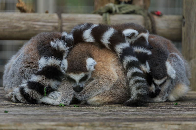 あけましておめでとうございます(京都市動物園)_f0155048_22504767.jpg