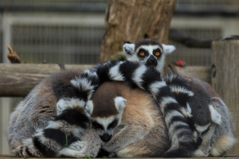 あけましておめでとうございます(京都市動物園)_f0155048_22505330.jpg
