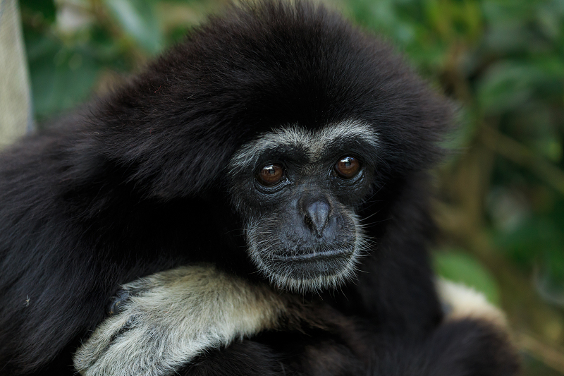 あけましておめでとうございます(京都市動物園)_f0155048_22514381.jpg