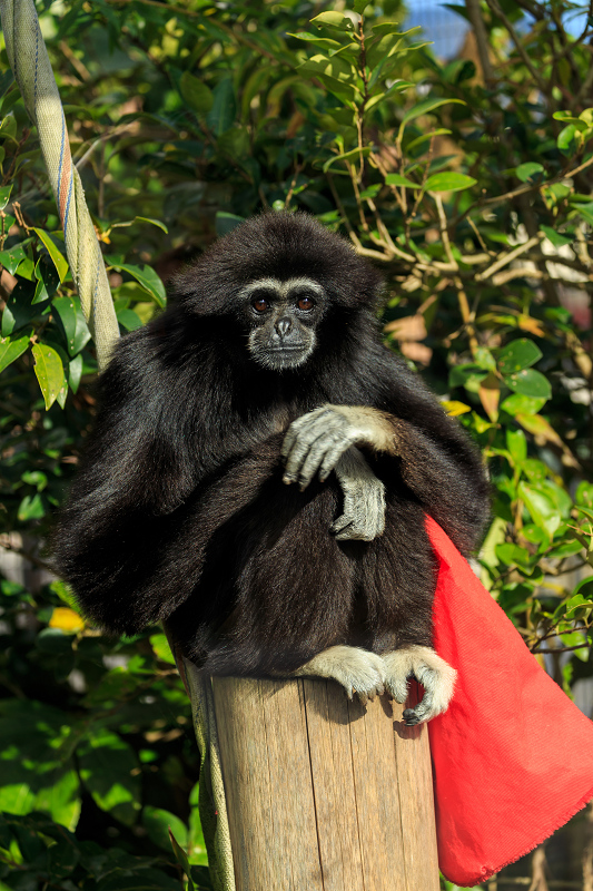 あけましておめでとうございます(京都市動物園)_f0155048_2251477.jpg