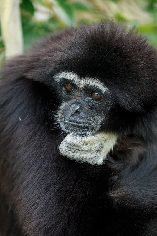 あけましておめでとうございます(京都市動物園)_f0155048_22521863.jpg