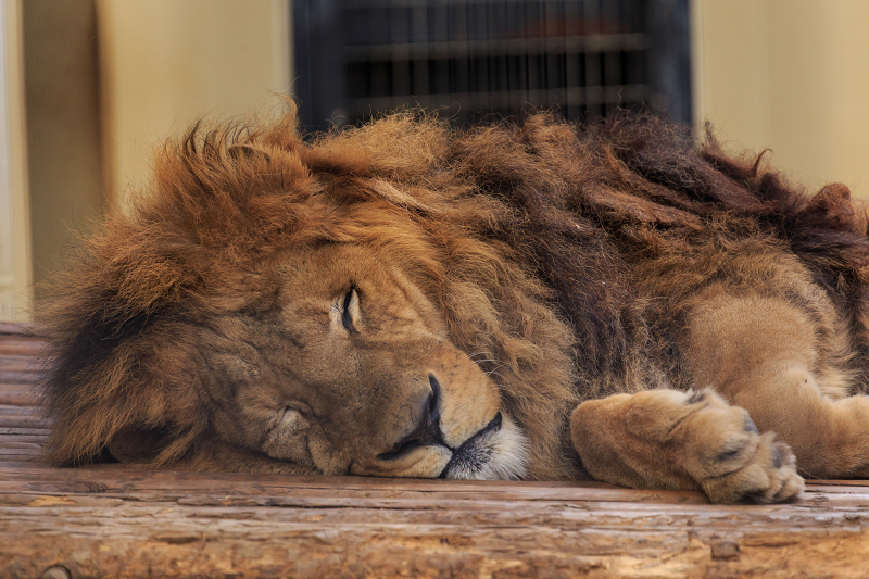 あけましておめでとうございます(京都市動物園)_f0155048_2253692.jpg