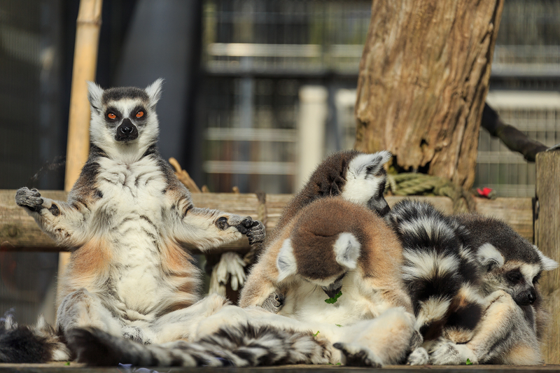 あけましておめでとうございます(京都市動物園)_f0155048_23123051.jpg