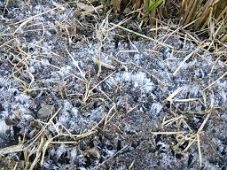 f0130259_11382521.jpg