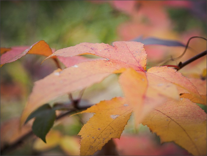 久し振りのZD14-54mm_a0161380_11354857.jpg