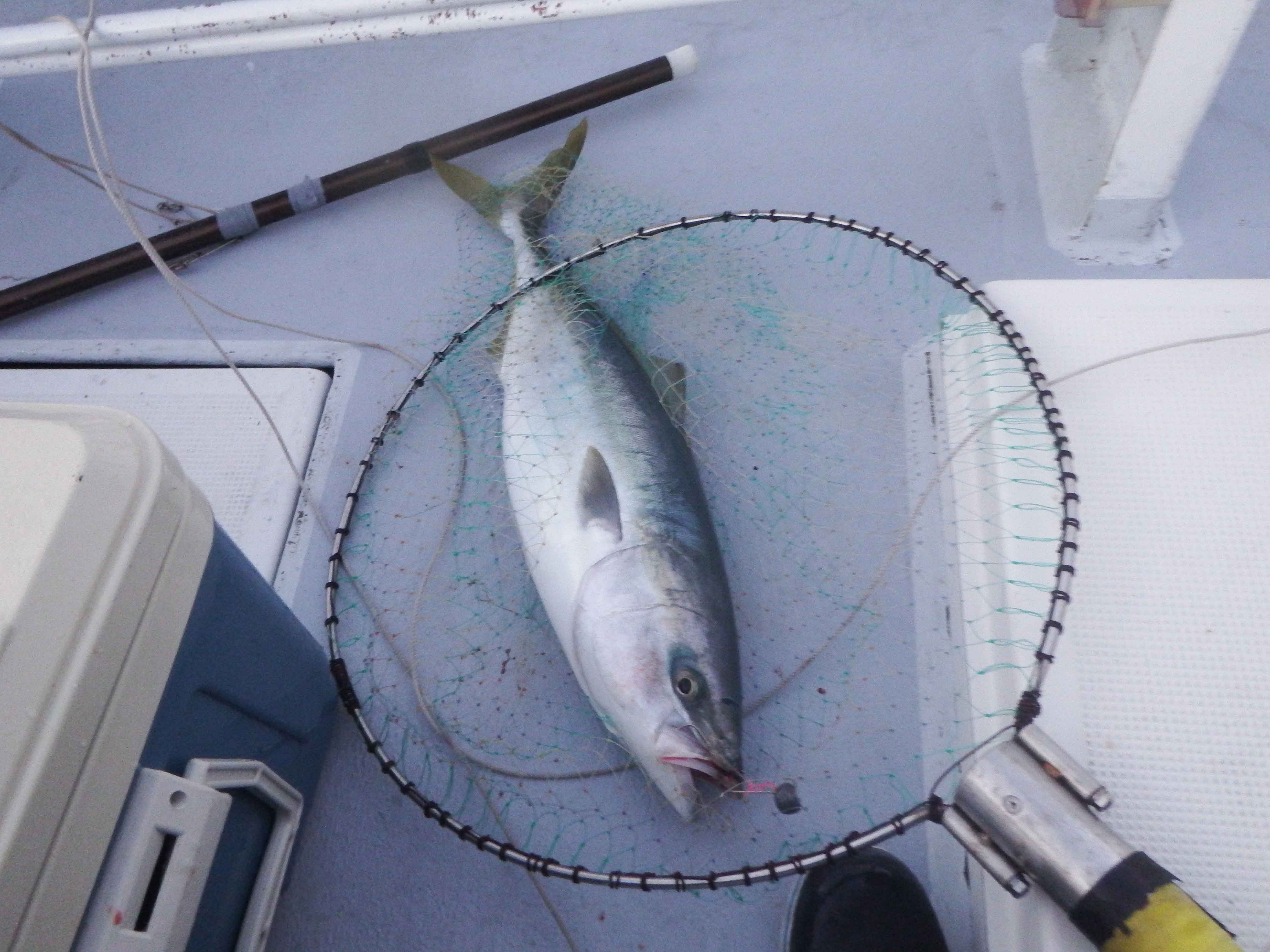 2015年 12月 海釣り_c0176183_22303931.jpg