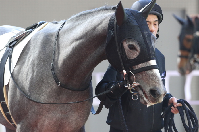 15 朝日杯ｆｓ みっちぃの競馬写真ブログ２