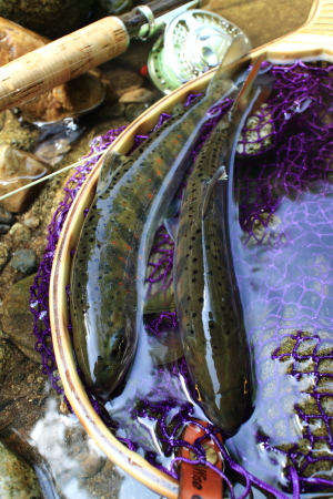 e0174008_17395082.jpg