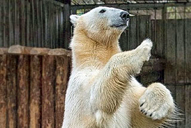 ロシア・ヴォルガ河流域、ペンザ動物園のベルィの新展示場建設工事が開始 ～ 雌の導入計画の謎_a0151913_2247721.jpg