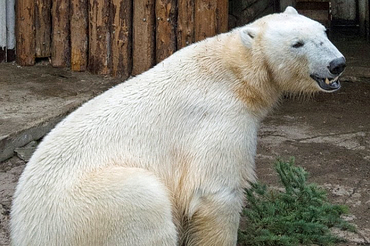 ロシア・ヴォルガ河流域、ペンザ動物園のベルィの新展示場建設工事が開始 ～ 雌の導入計画の謎_a0151913_2318210.jpg