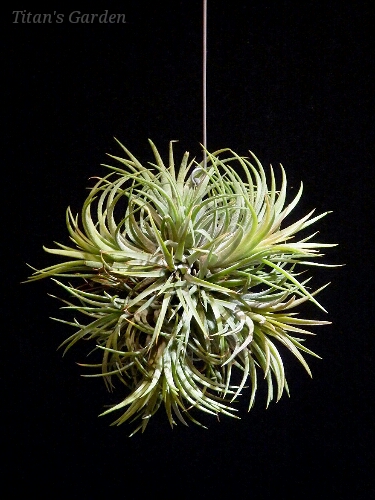 Tillandsia ionantha \'Fuego\'_b0099813_0243838.jpg