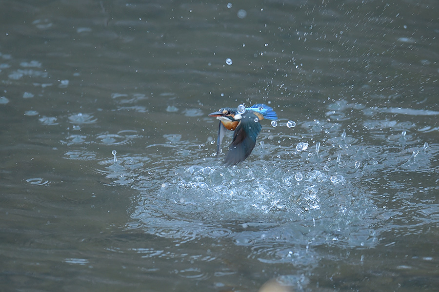 151230 雌の水物など_c0278820_17282590.jpg